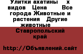 Улитки ахатины  2-х видов › Цена ­ 0 - Все города Животные и растения » Другие животные   . Ставропольский край